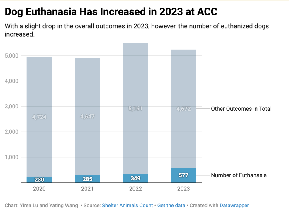 Dog Euthanasia Has increased